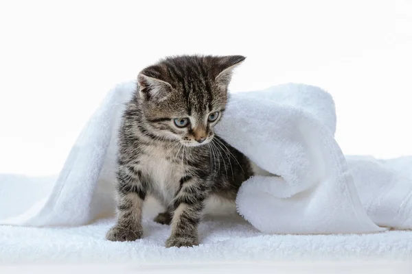 Kitten on white background — Stock Photo, Image