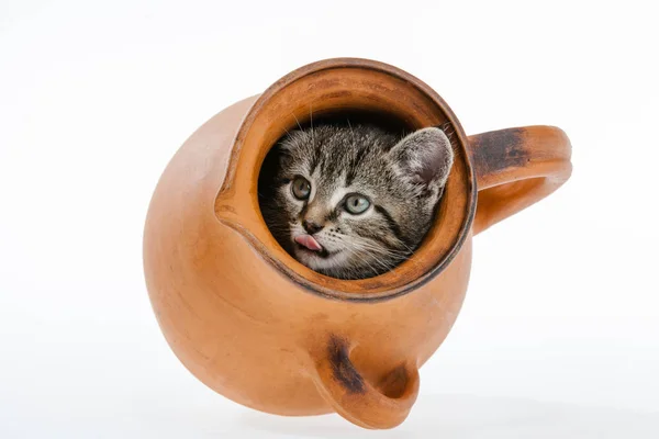 Gatinho no fundo branco — Fotografia de Stock