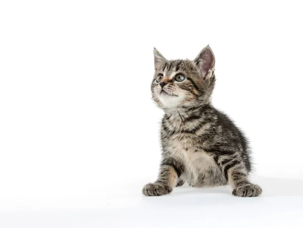 Gatinho no fundo branco — Fotografia de Stock