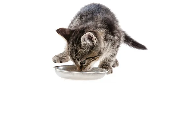 Kitten on white background — Stock Photo, Image