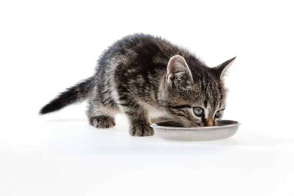 Kitten on white background