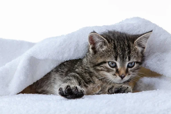 Chaton sur fond blanc Photo De Stock