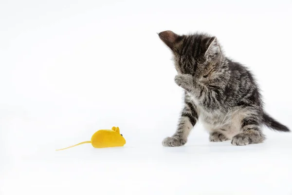 Gatinho no fundo branco Fotos De Bancos De Imagens