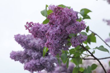 Güzel leylak çalı açık görüntü, Moskova, Rusya. Seçici odaklama.