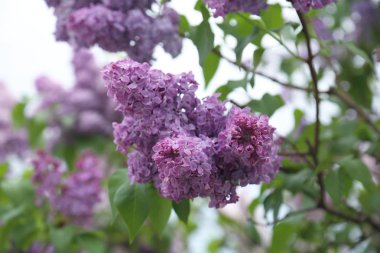 Güzel leylak çalı açık görüntü, Moskova, Rusya. Seçici odaklama.