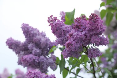 Güzel leylak çalı açık görüntü, Moskova, Rusya. Seçici odaklama.