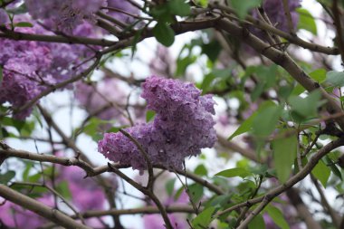 Güzel leylak çalı açık görüntü, Moskova, Rusya. Seçici odaklama.