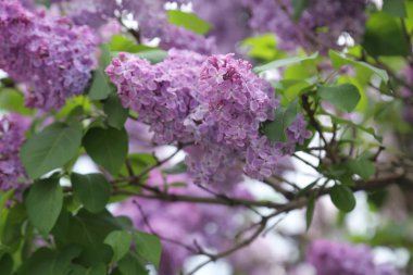 Güzel leylak çalı açık görüntü, Moskova, Rusya. Seçici odaklama.