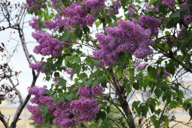 Güzel leylak çalı açık görüntü, Moskova, Rusya. Seçici odaklama.