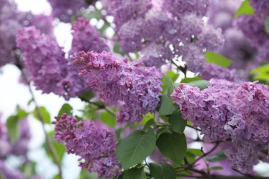 Güzel leylak çalı açık görüntü, Moskova, Rusya. Seçici odaklama.