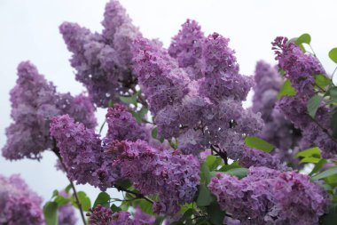 Güzel leylak çalı açık görüntü, Moskova, Rusya. Seçici odaklama.