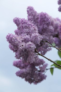 Güzel leylak çalı açık görüntü, Moskova, Rusya. Seçici odaklama.