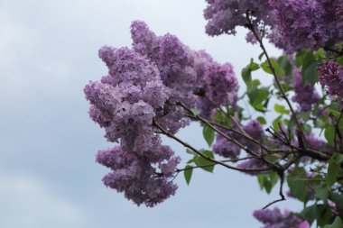 Güzel leylak çalı açık görüntü, Moskova, Rusya. Seçici odaklama.
