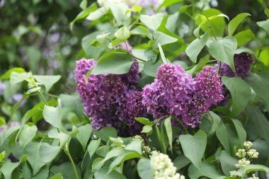 Güzel leylak çalı açık görüntü, Moskova, Rusya. Seçici odaklama.