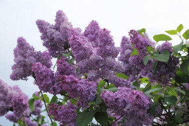 Güzel leylak çalı açık görüntü, Moskova, Rusya. Seçici odaklama.
