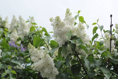Güzel leylak çalı açık görüntü, Moskova, Rusya. Seçici odaklama.