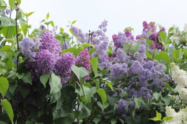 Güzel leylak çalı açık görüntü, Moskova, Rusya. Seçici odaklama.