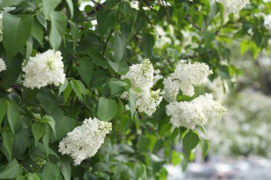 Güzel leylak çalı açık görüntü, Moskova, Rusya. Seçici odaklama.