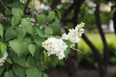 Güzel leylak çalı açık görüntü, Moskova, Rusya. Seçici odaklama.