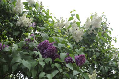 Güzel leylak çalı açık görüntü, Moskova, Rusya. Seçici odaklama.