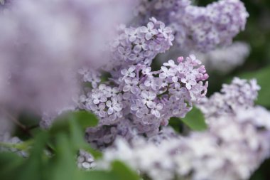 Güzel leylak çalı açık görüntü, Moskova, Rusya. Seçici odaklama.