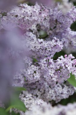 Güzel leylak çalı açık görüntü, Moskova, Rusya. Seçici odaklama.