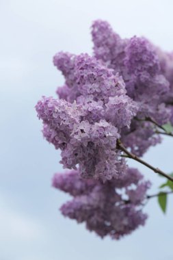 Güzel leylak çalı açık görüntü, Moskova, Rusya. Seçici odaklama.