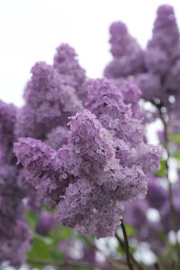 Güzel leylak çalı açık görüntü, Moskova, Rusya. Seçici odaklama.