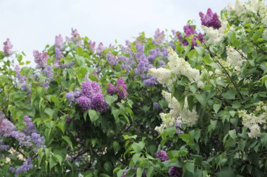 Güzel leylak çalı açık görüntü, Moskova, Rusya. Seçici odaklama.