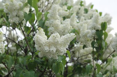 Güzel leylak çalı açık görüntü, Moskova, Rusya. Seçici odaklama.