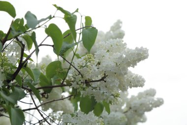 Güzel leylak çalı açık görüntü, Moskova, Rusya. Seçici odaklama.