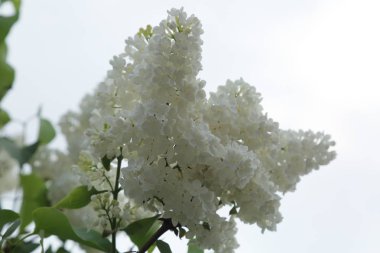 Güzel leylak çalı açık görüntü, Moskova, Rusya. Seçici odaklama.