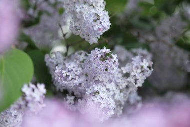 Güzel leylak çalı açık görüntü, Moskova, Rusya. Seçici odaklama.