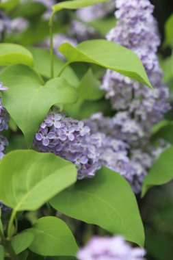 Güzel leylak çalı açık görüntü, Moskova, Rusya. Seçici odaklama.