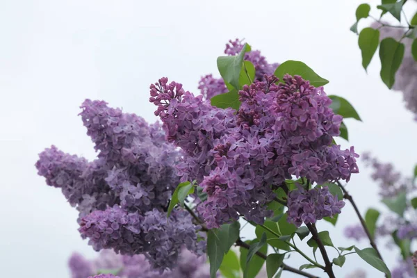 Güzel leylak çalı açık görüntü, Moskova, Rusya. Seçici odaklama.