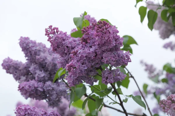 Güzel leylak çalı açık görüntü, Moskova, Rusya. Seçici odaklama.