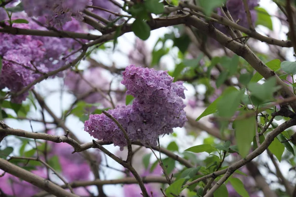 Güzel leylak çalı açık görüntü, Moskova, Rusya. Seçici odaklama.