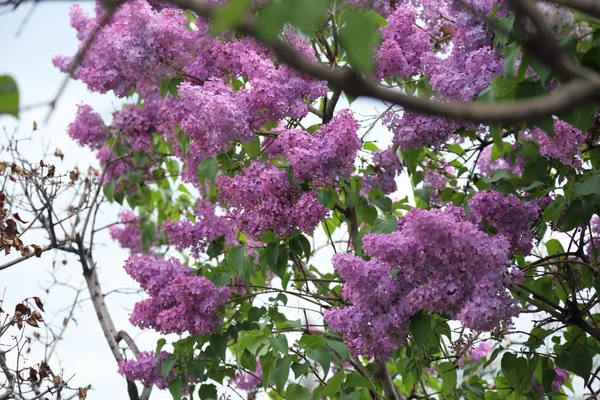 Güzel leylak çalı açık görüntü, Moskova, Rusya. Seçici odaklama.