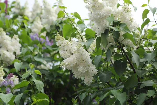 Güzel leylak çalı açık görüntü, Moskova, Rusya. Seçici odaklama.