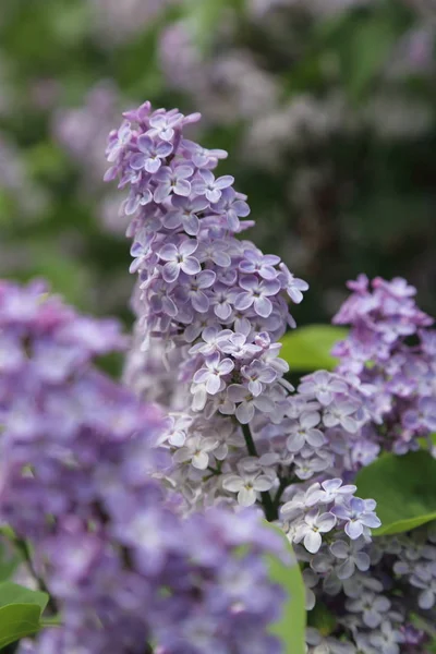 Outdoor Image Beautiful Lilac Bush Moscow Russia Selective Focus — Stock Photo, Image