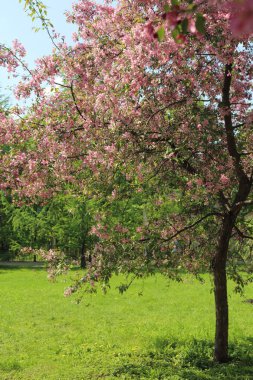 Çiçeği pembe elma ağacı güneşli bir bahar günü, Moscow, Rusya Federasyonu, parkta güzel açık görüntüsü. Seçilen odak.