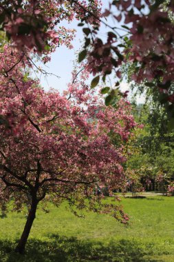 Çiçeği pembe elma ağacı güneşli bir bahar günü, Moscow, Rusya Federasyonu, parkta güzel açık görüntüsü. Seçilen odak.