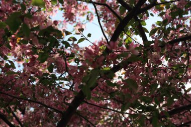 Çiçeği pembe elma ağacı güneşli bir bahar günü, Moscow, Rusya Federasyonu, parkta güzel açık görüntüsü. Seçilen odak.