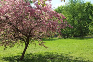Çiçeği pembe elma ağacı güneşli bir bahar günü, Moscow, Rusya Federasyonu, parkta güzel açık görüntüsü. Seçilen odak.