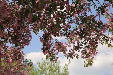 Çiçeği pembe elma ağacı güneşli bir bahar günü, Moscow, Rusya Federasyonu, parkta güzel açık görüntüsü. Seçilen odak.