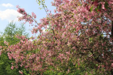 Çiçeği pembe elma ağacı güneşli bir bahar günü, Moscow, Rusya Federasyonu, parkta güzel açık görüntüsü. Seçilen odak.