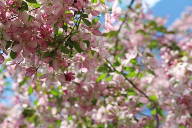 Çiçeği pembe elma ağacı güneşli bir bahar günü, Moscow, Rusya Federasyonu, parkta güzel açık görüntüsü. Seçilen odak.