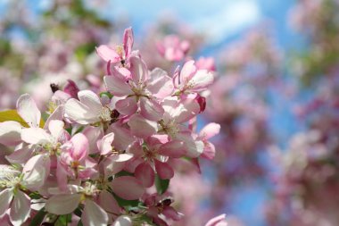 Çiçeği pembe elma ağacı güneşli bir bahar günü, Moscow, Rusya Federasyonu, parkta güzel açık görüntüsü. Seçilen odak.