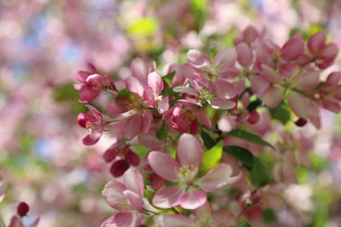 Çiçeği pembe elma ağacı güneşli bir bahar günü, Moscow, Rusya Federasyonu, parkta güzel açık görüntüsü. Seçilen odak.