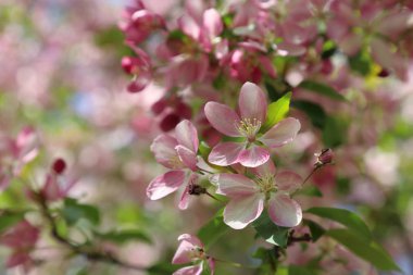 Çiçeği pembe elma ağacı güneşli bir bahar günü, Moscow, Rusya Federasyonu, parkta güzel açık görüntüsü. Seçilen odak.